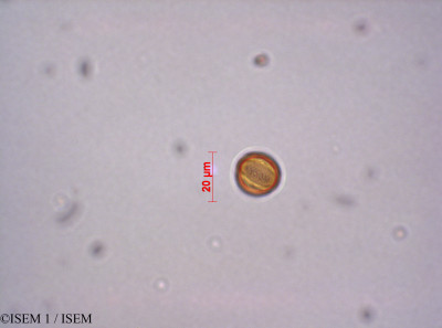 ISEM 1/Aphanes_microcarpa_29208/Aphanes_microcarpa_29208_0001(copy)_thumb.jpg